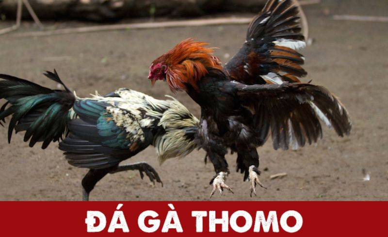 cược đá gà thomo